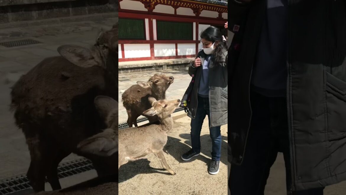 Polite Bowing Deer in Nara Park Japan – හිසනවා ආචාර කරන මුවන් සිටින ජපානයේ නරා උද්යානය #Shorts Polite Bowing Deer in Nara Park Japan - හිසනවා ආචාර කරන මුවන් සිටින ජපානයේ නරා උද්යානය #Shorts