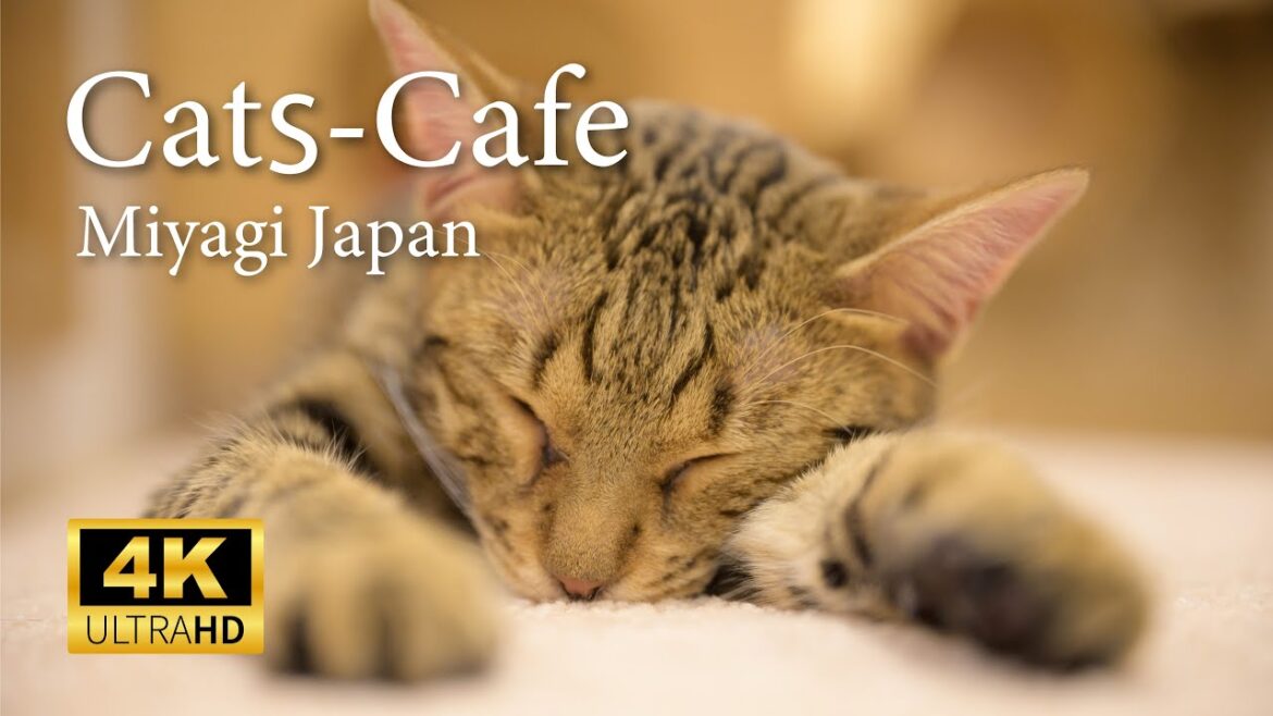 【4K】沢山の猫に癒される 猫カフェ-PuchiMarry 仙台青葉店 【4K】沢山の猫に癒される 猫カフェ-PuchiMarry 仙台青葉店