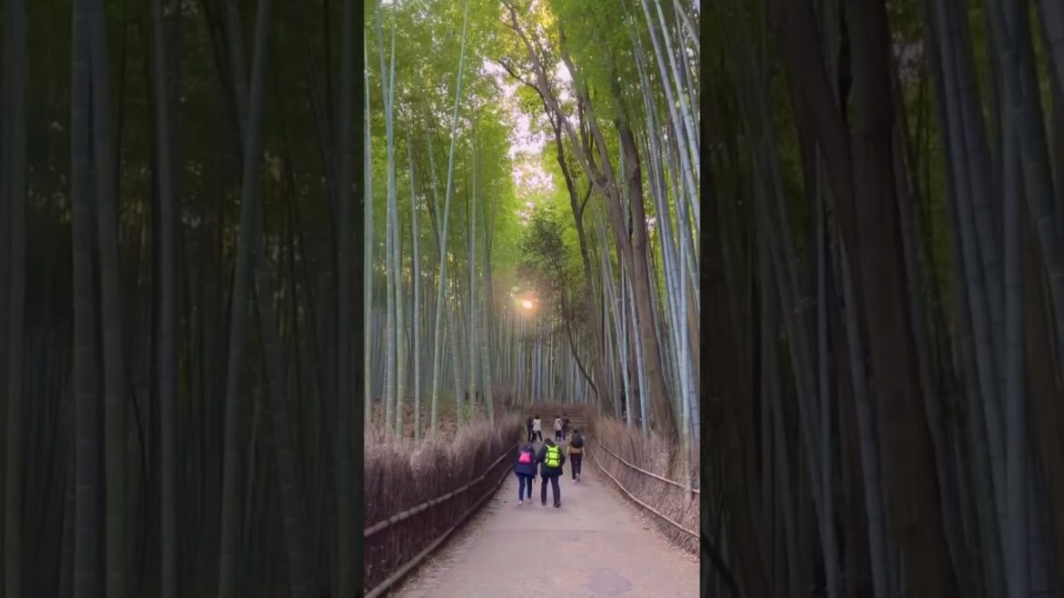 #short #japan #japanese #shorts #travel #vacation #explore #globetrotter #monde #voyage