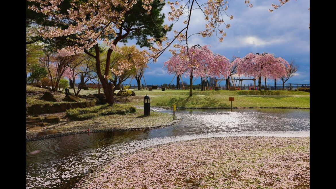 8K HDR 青森 八戸城の桜 Aomori,Sakura at Hachinohe Castle