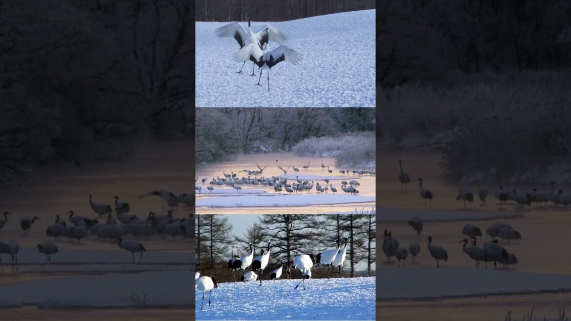 Cranes of Hokkaido: Awe-Inspiring Nature | Triple View #Shorts