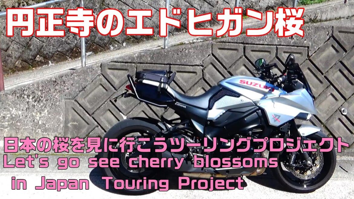 日本の桜を見に行こう!Let’s go see the cherry blossoms in Japan! 円正寺の天然記念物のしだれ桜 #桜 #新型KATANA #ドカティ #モンスター #円正寺 日本の桜を見に行こう!Let's go see the cherry blossoms in Japan! 円正寺の天然記念物のしだれ桜 #桜 #新型KATANA #ドカティ #モンスター #円正寺