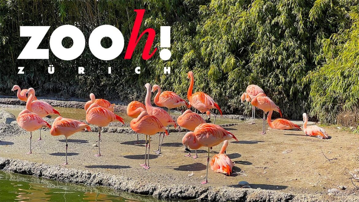 Zoo Zürich, Switzerland 4K - Amazing World Of Animals - Scenic Relaxation Film, Travel Vlog | Part 1