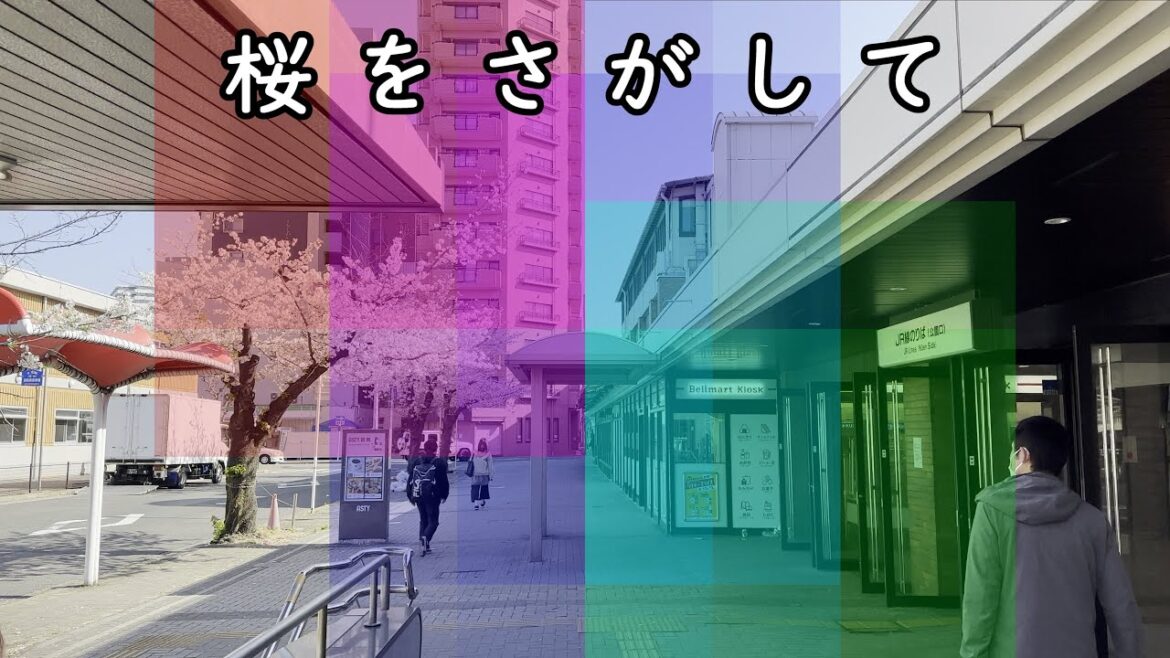 桜をさがして。金山～鶴舞～御器所～桜山(A trip to find cherry blossoms)｜名古屋市｜街歩き