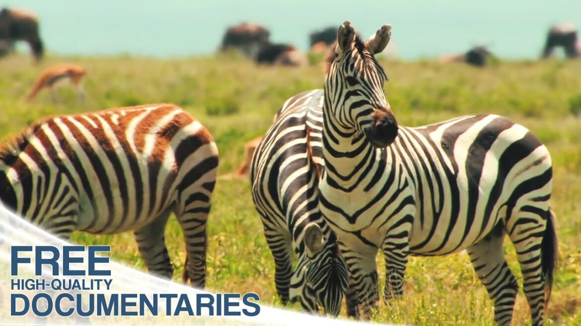 Amazing nature - Run to survive