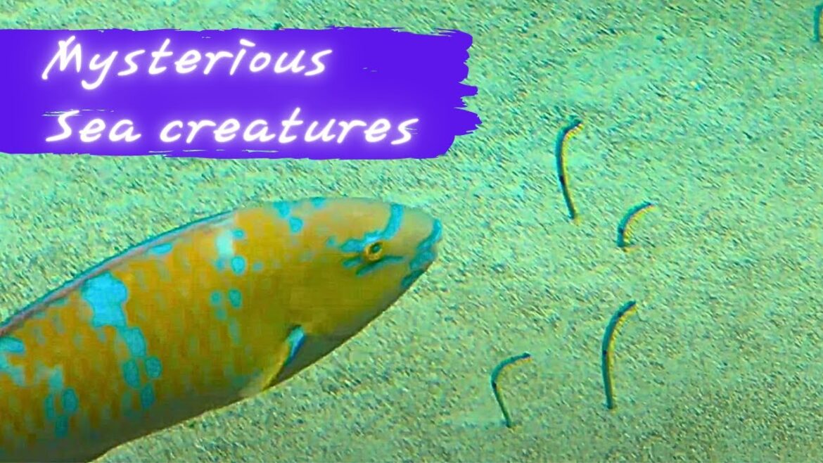 Mysterious sea creatures