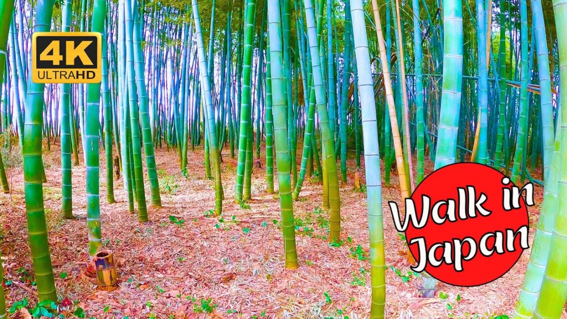 Discover a Bamboo Forest in Japan (4K 60 FPS)