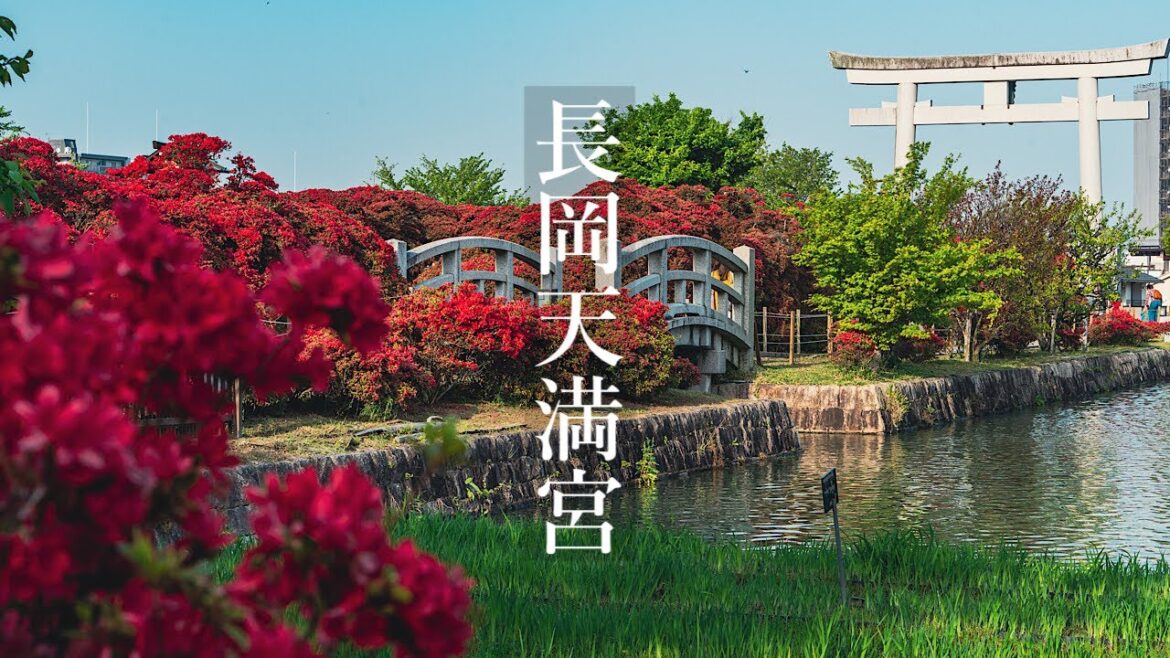 長岡天満宮のキリシマツツジ Kyoto Walk - Nagaoka Tenmangu Shrine 4K HDR Japan