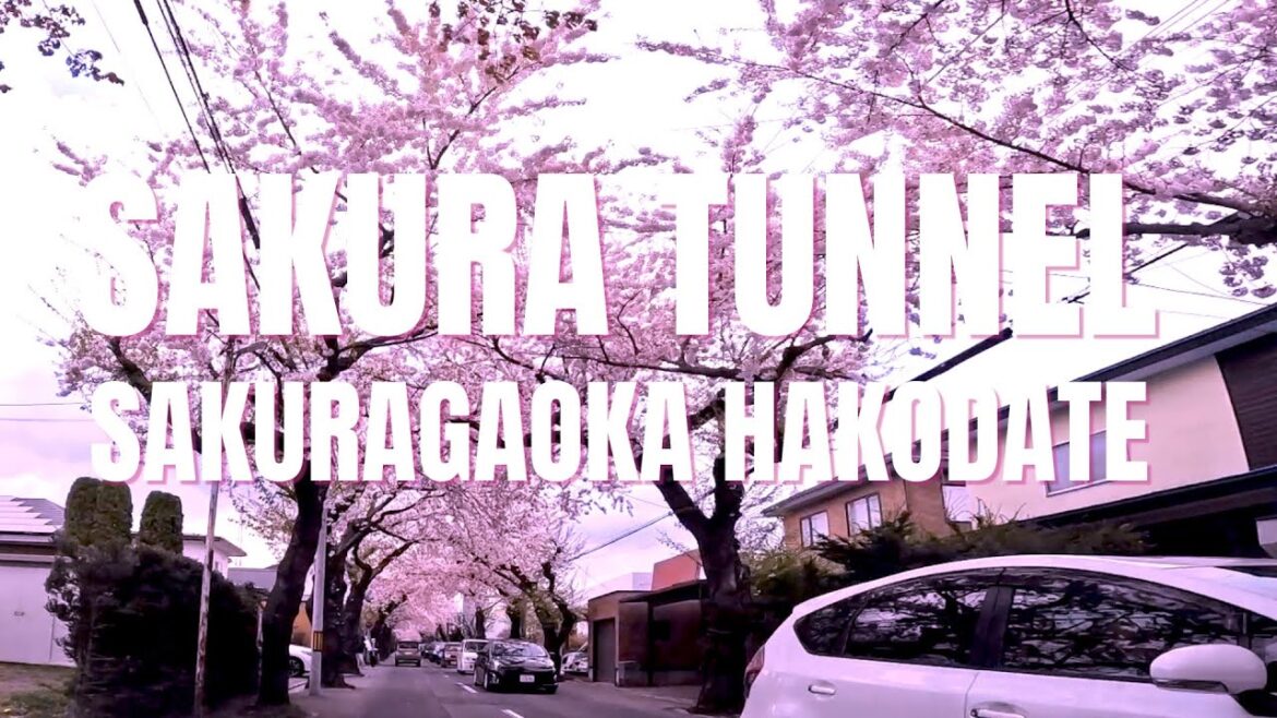 Amazing Sakura Tunnel in Sakuragaoka, Hakodate | Hokkaido Travel Spring | Hokkaido Live Camera Amazing Sakura Tunnel in Sakuragaoka, Hakodate | Hokkaido Travel Spring | Hokkaido Live Camera