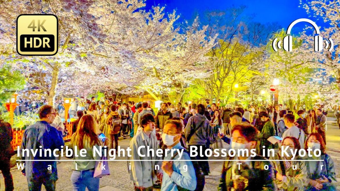 Invincible Night Cherry Blossoms in Kyoto: Gion Shirakawa Walking Tour  [4K/HDR/Binaural]