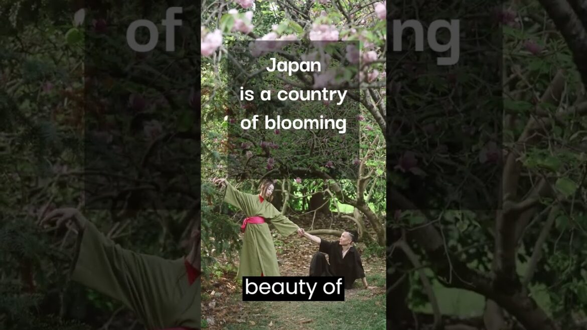 Japan’s Cherry Blossoms and Hanami Festivals: A Journey Through Springtime Beauty Japan's Cherry Blossoms and Hanami Festivals: A Journey Through Springtime Beauty