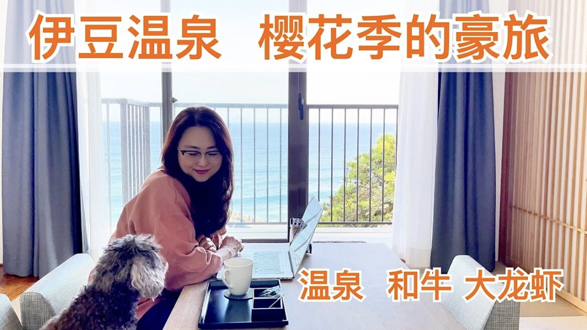 伊豆温泉 一个人的豪旅｜温泉 伊勢龙虾 和牛｜樱花季的盛宴