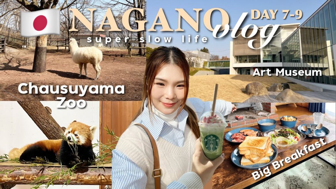 NAGANO Day 7-9 สวนสัตว์ดูแพนด้าแดง ART MUSEUM กินชาบูเนื้อสุดยอด ชิวที่บ้านกลางเขาหิมะ | BEBE DOANG NAGANO Day 7-9 สวนสัตว์ดูแพนด้าแดง ART MUSEUM กินชาบูเนื้อสุดยอด ชิวที่บ้านกลางเขาหิมะ | BEBE DOANG