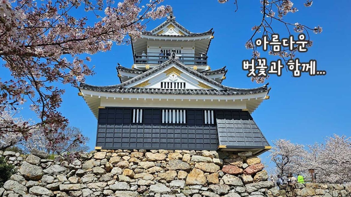일본 시즈오카  벚꽃여행 하마마츠성