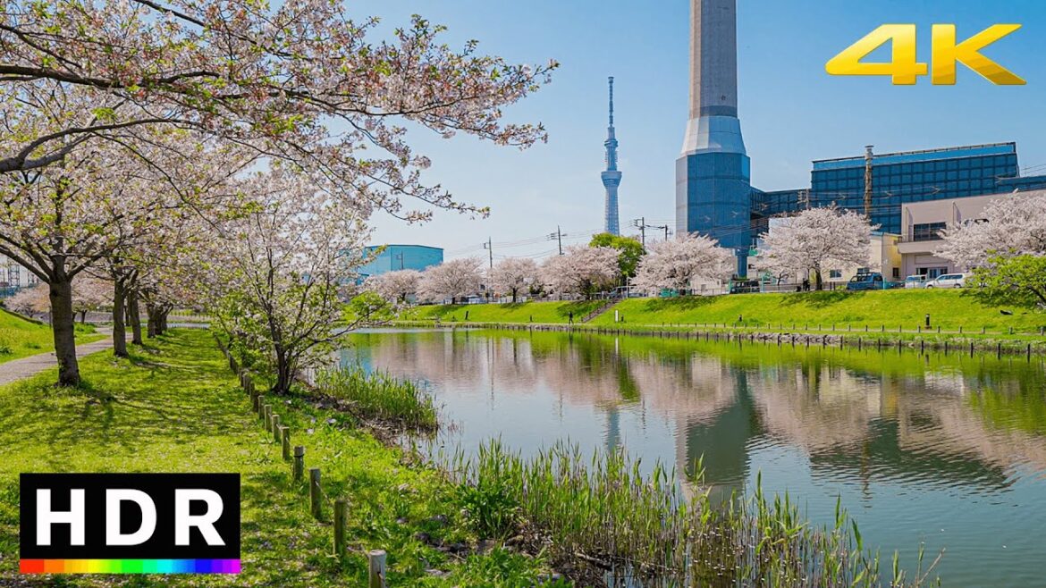 Peaceful sakura river walk near Tokyo Skytree 2023 // 4K HDR