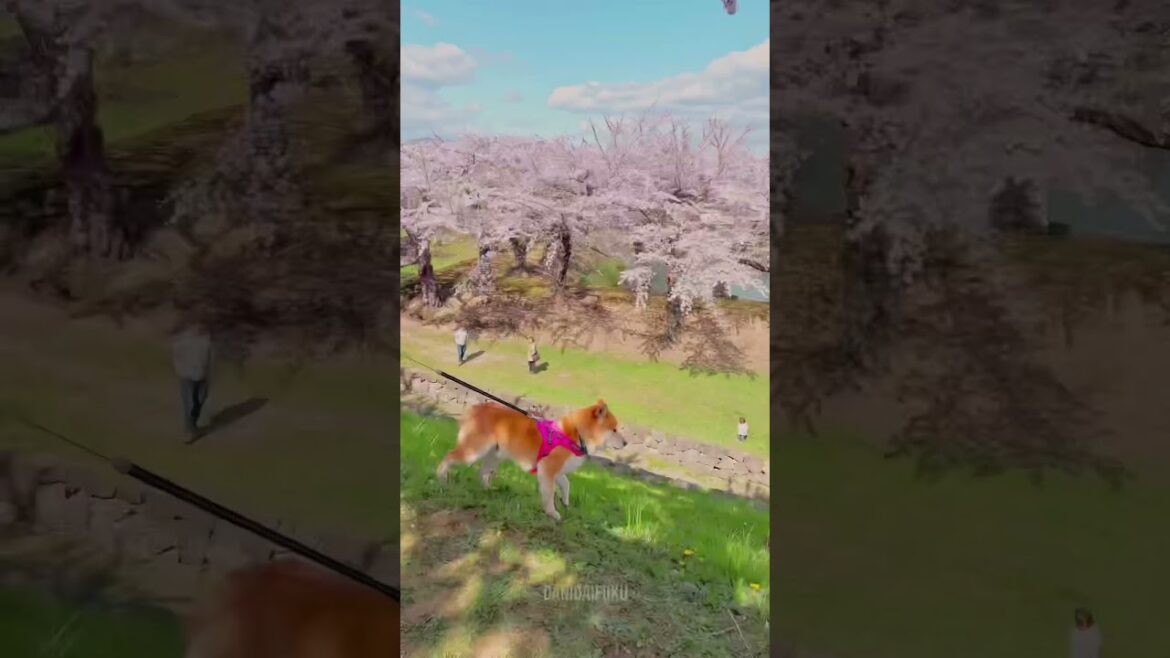 THE BEST SPOT FOR CHERRY BLOSSOMS IN HOKKAIDO, JAPAN💕 北海道の一番人気な花見スポット🌸🤍 THE BEST SPOT FOR CHERRY BLOSSOMS IN HOKKAIDO, JAPAN💕 北海道の一番人気な花見スポット🌸🤍