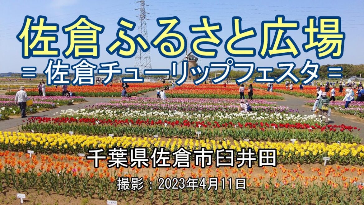 佐倉ふるさと広場 = 佐倉チューリップフェスタ = [4K] Sakura Furusato Square = Sakura Tulip Festa =