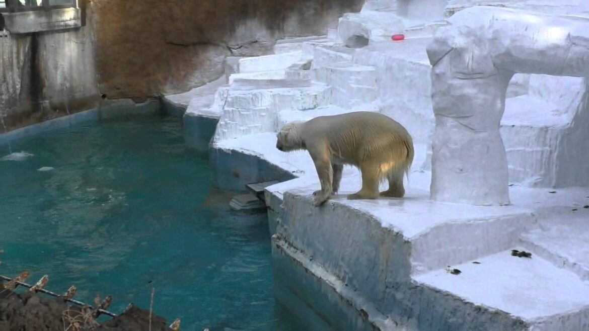 Shilka(Шилка) the polar bear runs and jumps into the water at Tennoji Zoo, Osaka