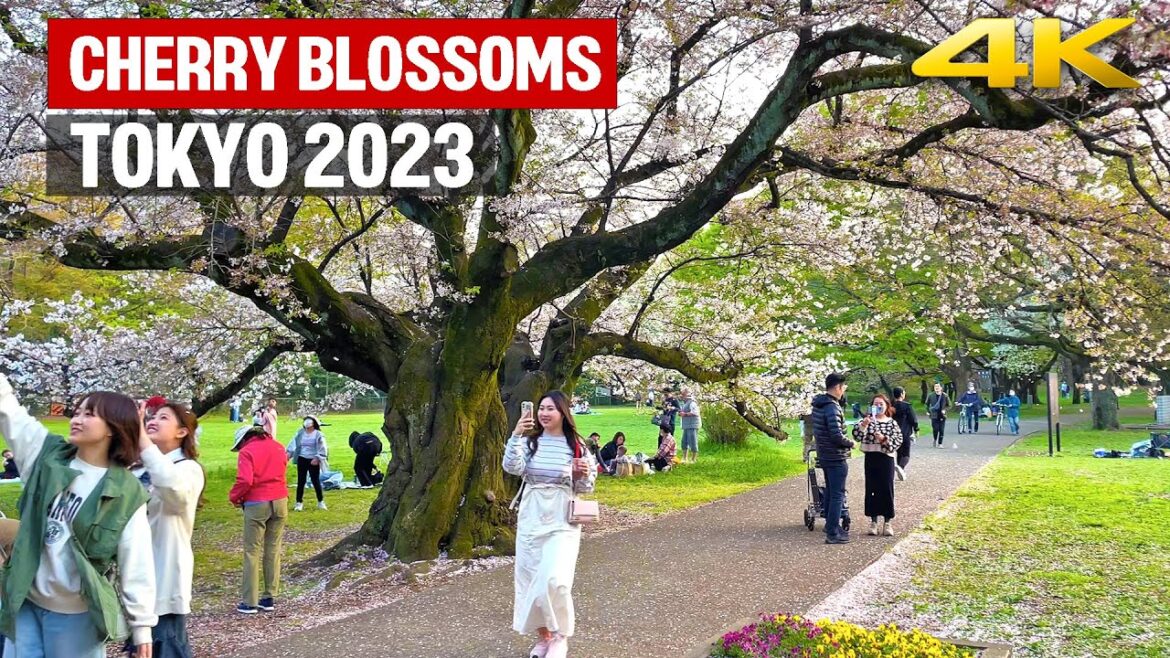 Cherry Blossoms Season is Ending – 2023 Japan・4K/Binaural Cherry Blossoms Season is Ending - 2023 Japan・4K/Binaural