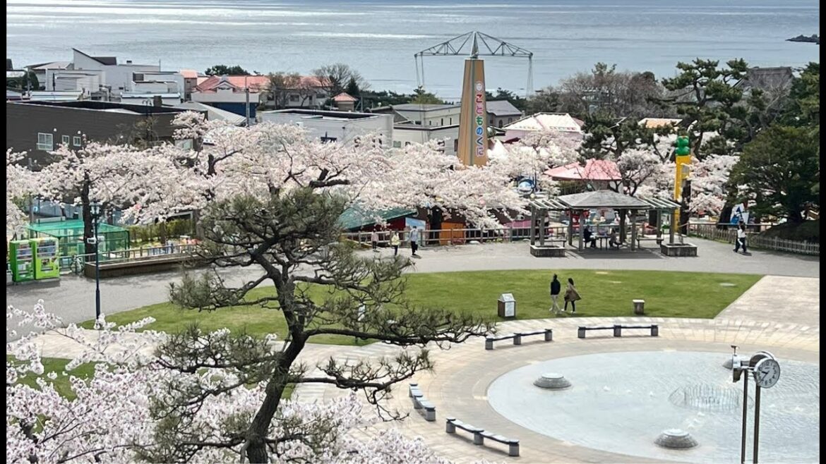 北海道 函館公園の桜を見て回ろう 2023/04/22