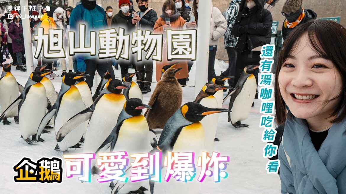 【北海道旭川/札幌】旭山動物園企鵝可愛爆擊/Suage湯咖哩吃起來/安藤忠雄頭大佛殿也不能錯過