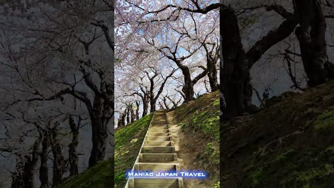 北海道 函館 五稜郭の桜 2023/04/23