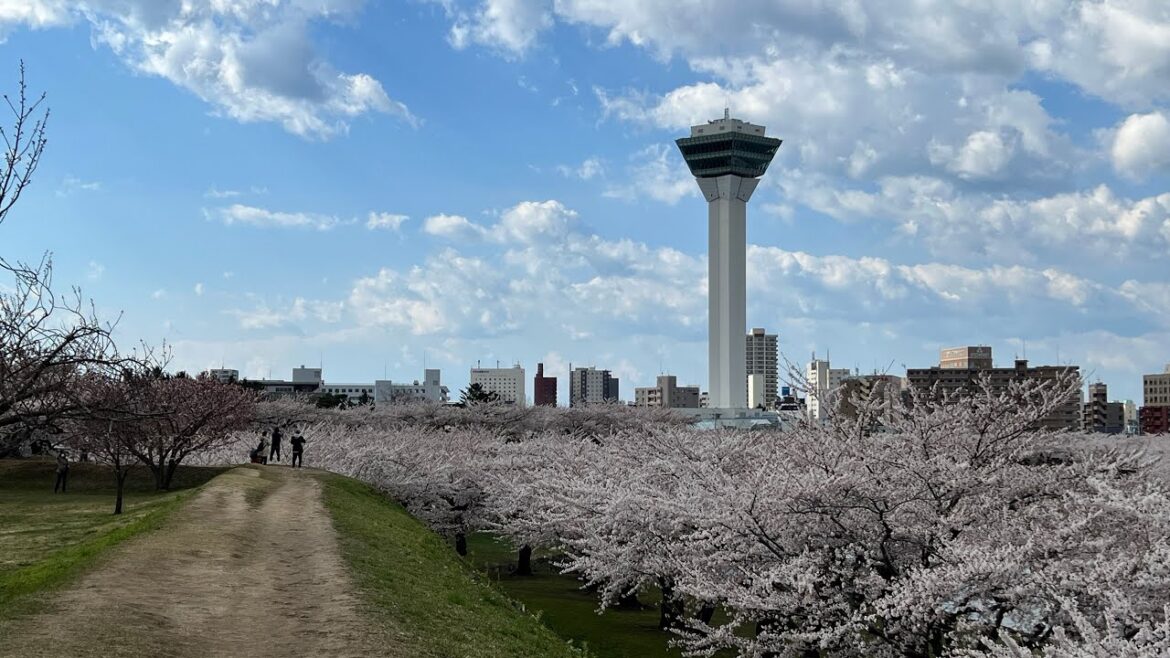 北海道 函館 五稜郭の桜を見て回ろう 2023/04/23