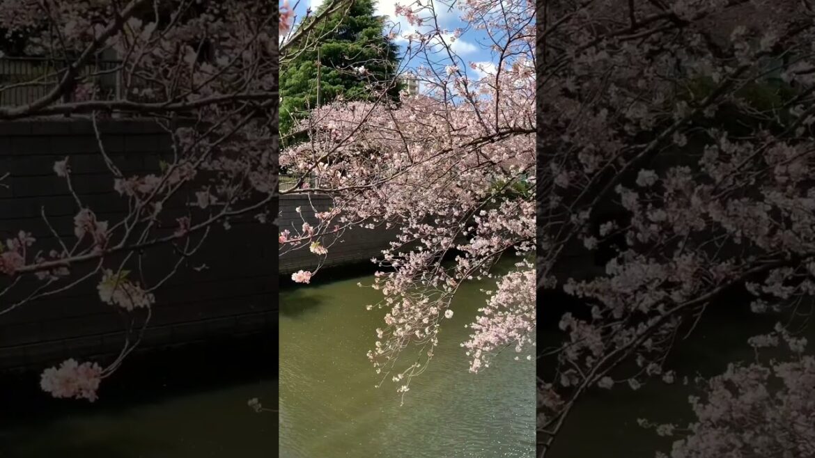 Cherry Blossom in Tokyo, Japan #travel #italytravel #shorts
