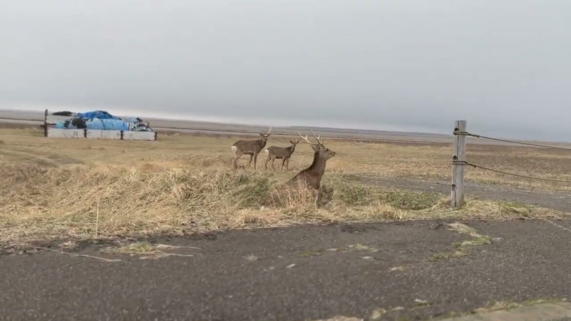 Deers  in Notsuke Peninsula 2023.04.22