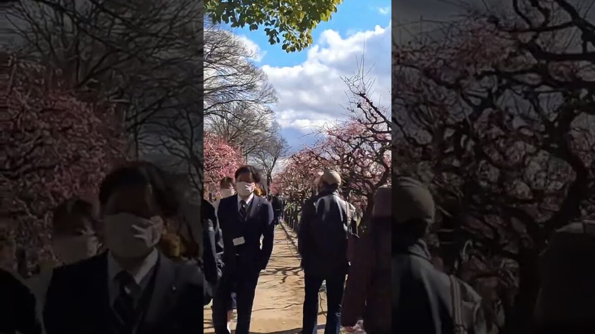 Sakura Season in Osaka: A Journey to Remember πΈπ―π΅β₯οΈ Sakura Season in Osaka: A Journey to Remember πΈπ―π΅β₯οΈ