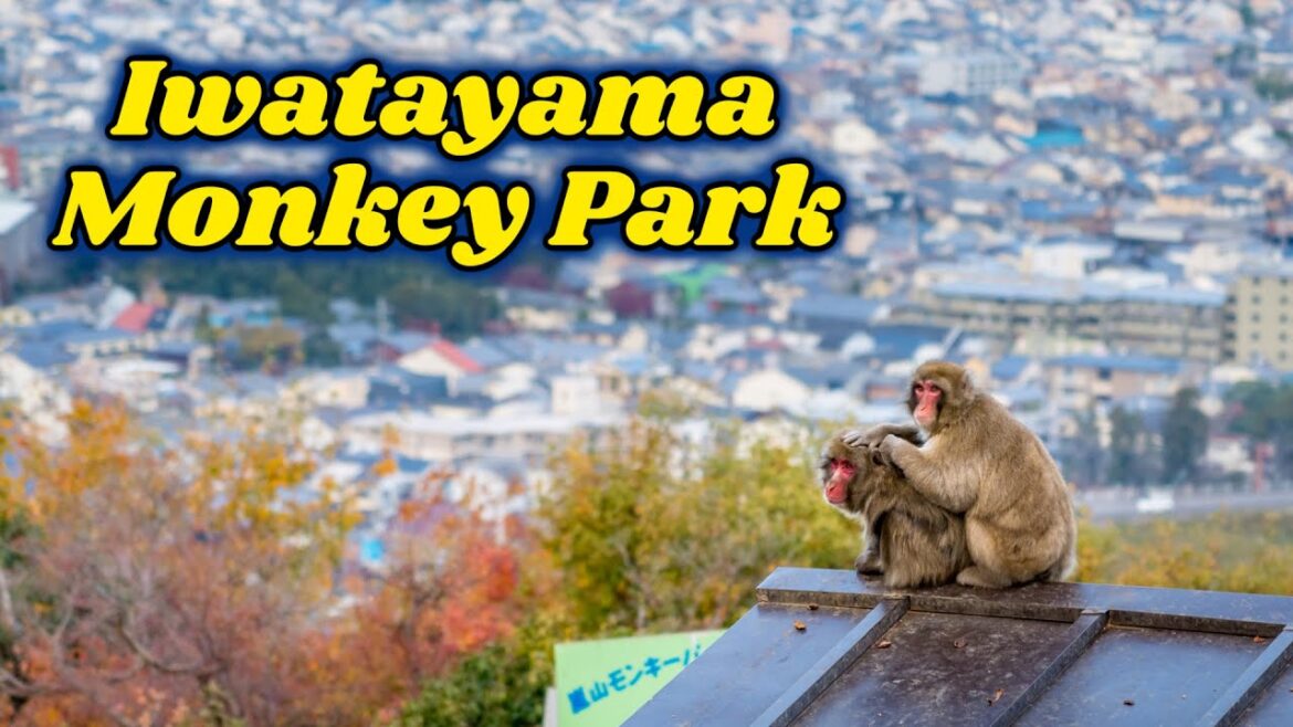 π Iwatayama Monkey Park: Kyoto’s Famous Monkey Park π Iwatayama Monkey Park: Kyoto's Famous Monkey Park