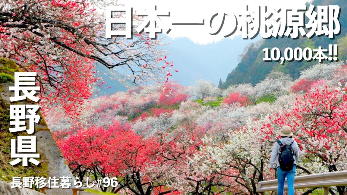 【長野移住】日本一の桃源郷は想像を遥かに超えていた!!|花桃の里|月川温泉郷|長野の桃源郷|ドライブ|田舎暮らし|長野県|4K 【長野移住】日本一の桃源郷は想像を遥かに超えていた!!|花桃の里|月川温泉郷|長野の桃源郷|ドライブ|田舎暮らし|長野県|4K