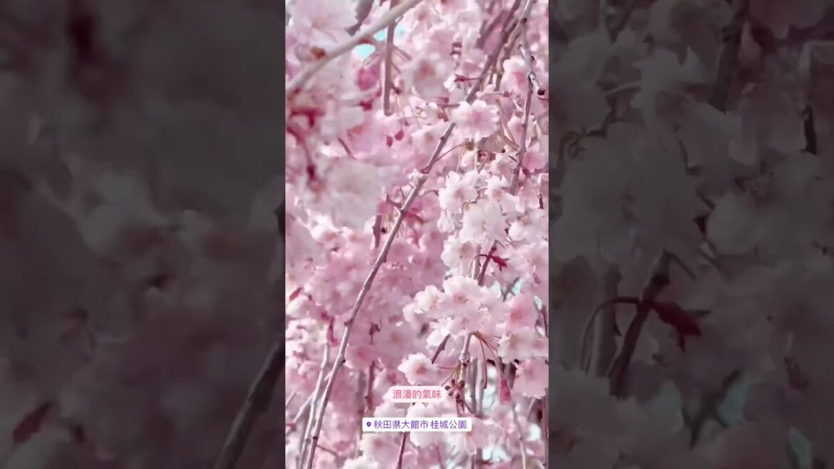 【桂城公園櫻花】秋田縣大館市美麗風景，櫻花舞動風中，浪漫之旅 #shorts #sakura
