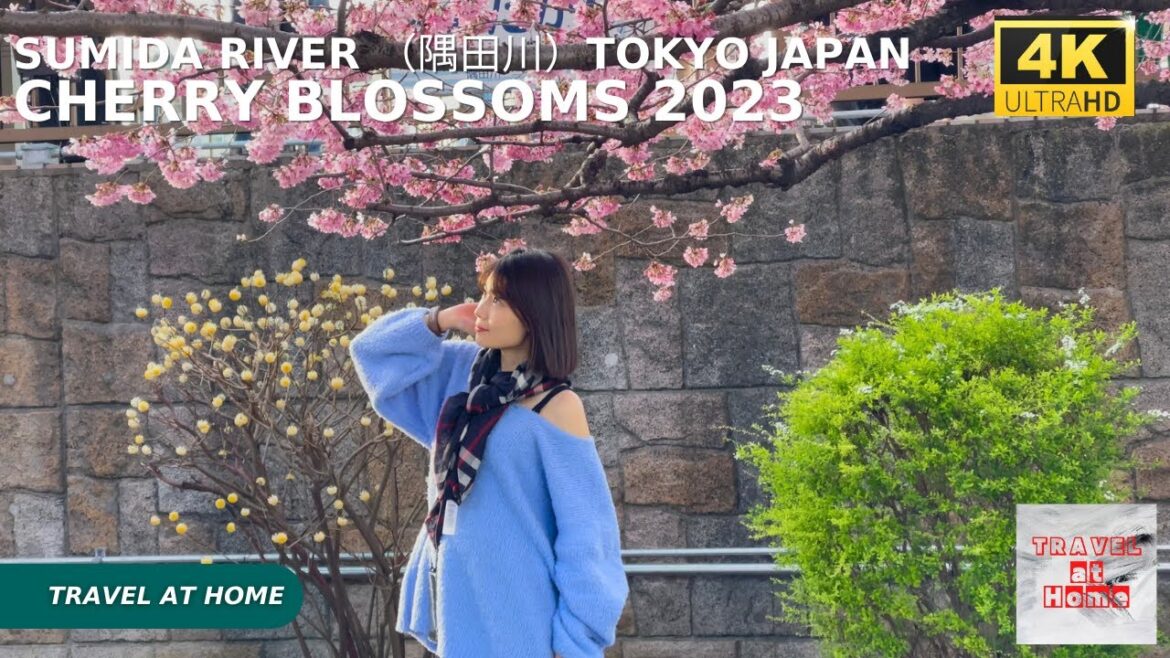 4k hdr Japan cherry blossoms 2023 | Walk in Sumida River （隅田川）Tokyo | The best sakura viewing spots.