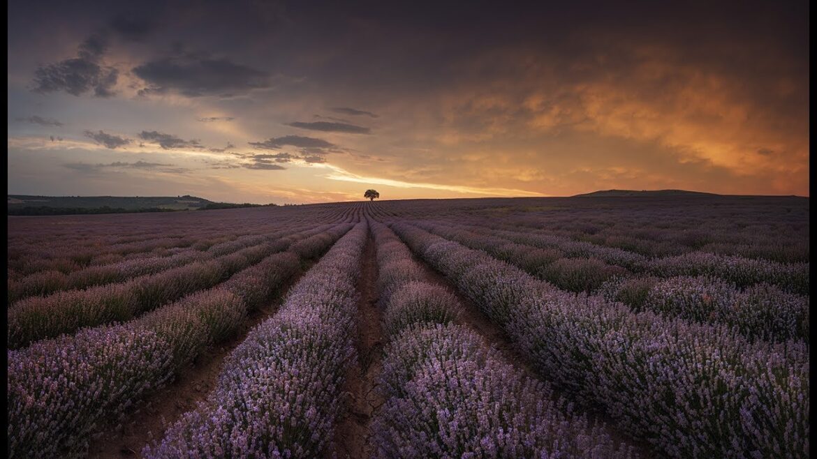 Lavender in Bulgaria