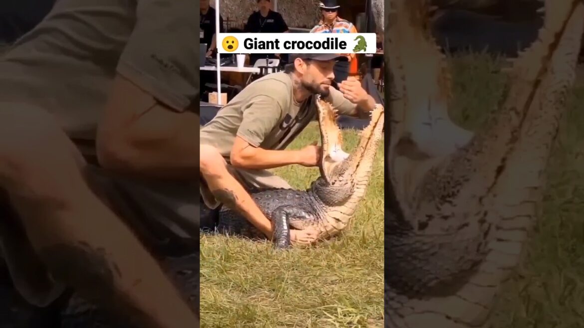 Giant crocodile | dangerous 🐊💯😮 #shorts #viral #explore Giant crocodile | dangerous 🐊💯😮 #shorts #viral #explore