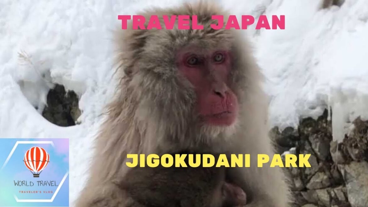 Japan 🇯🇵 Jigokudani Park