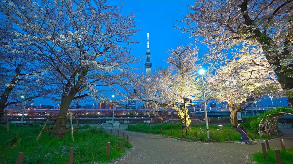 Night sakura from Asakusa to SkyTree tower・4K HDR