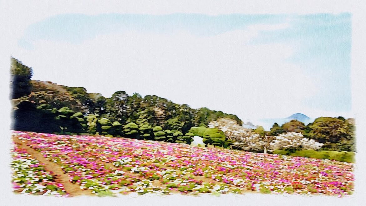 Beautiful Island Cherry Blossoms in Japan 2023（Fukuoka,Nokonoshima Island Park 2/2）4K ASMR