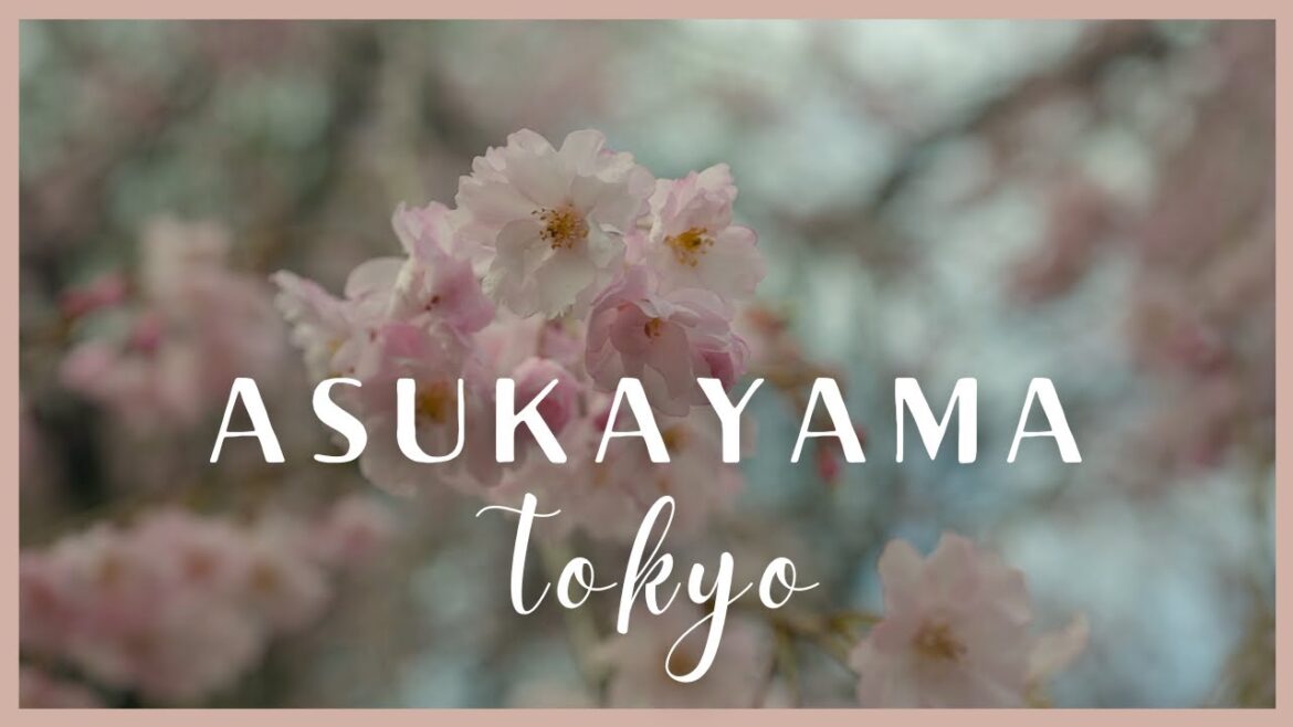 Asukayama Park | The Best Hidden Cherry Blossom Spot in Tokyo Japan | Relaxing Music 飛鳥山公園 Asukayama Park | The Best Hidden Cherry Blossom Spot in Tokyo Japan | Relaxing Music 飛鳥山公園