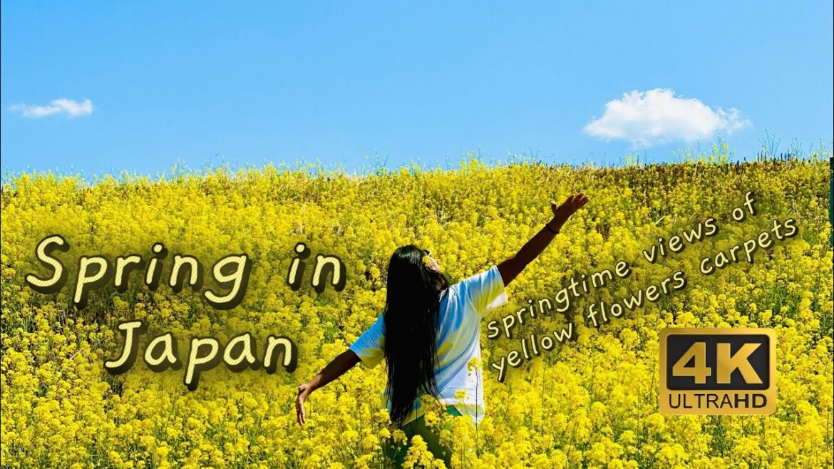 Japan Cherry Blossoms 2023 - Best Early Sakura near Tokyo | Yellow canola flower carpet