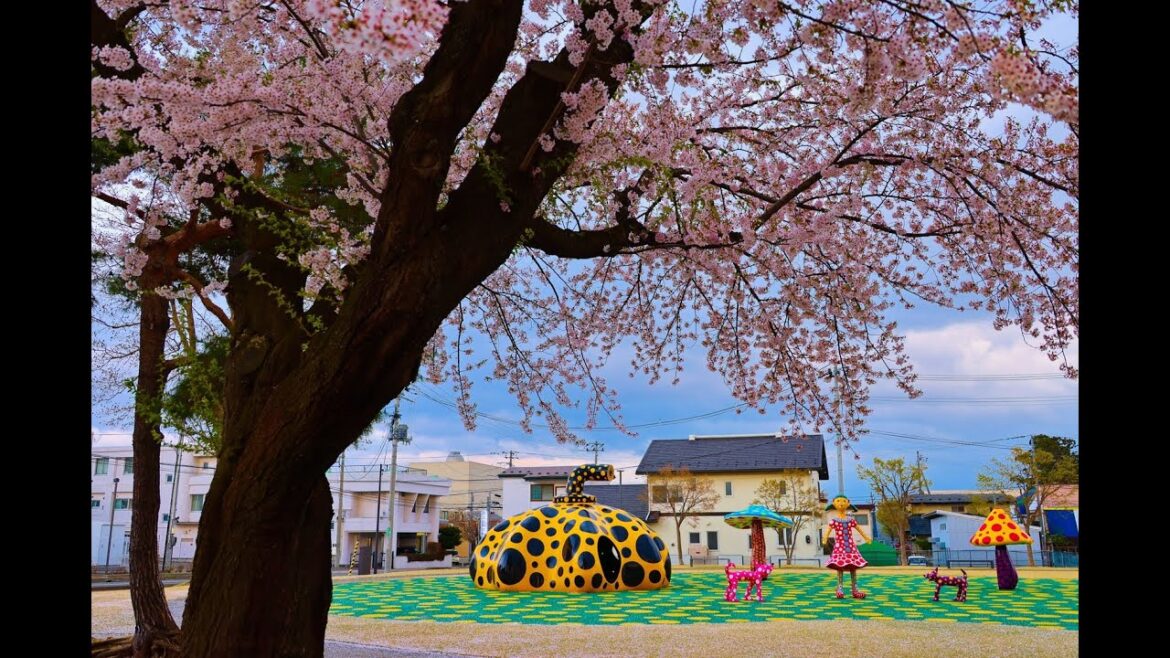8K HDR 青森 十和田官庁街通りの桜 Aomori,Sakura at Towada City Downtown