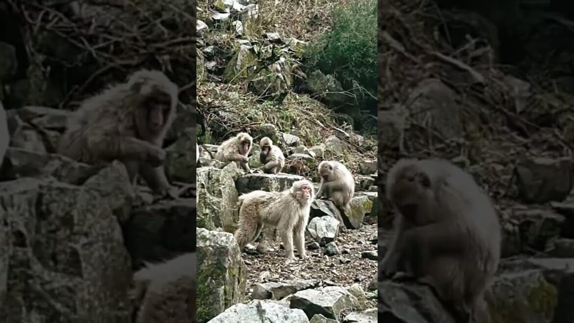 Snow Monkeys In Japan #shorts #japan #snowmonkey  #travel