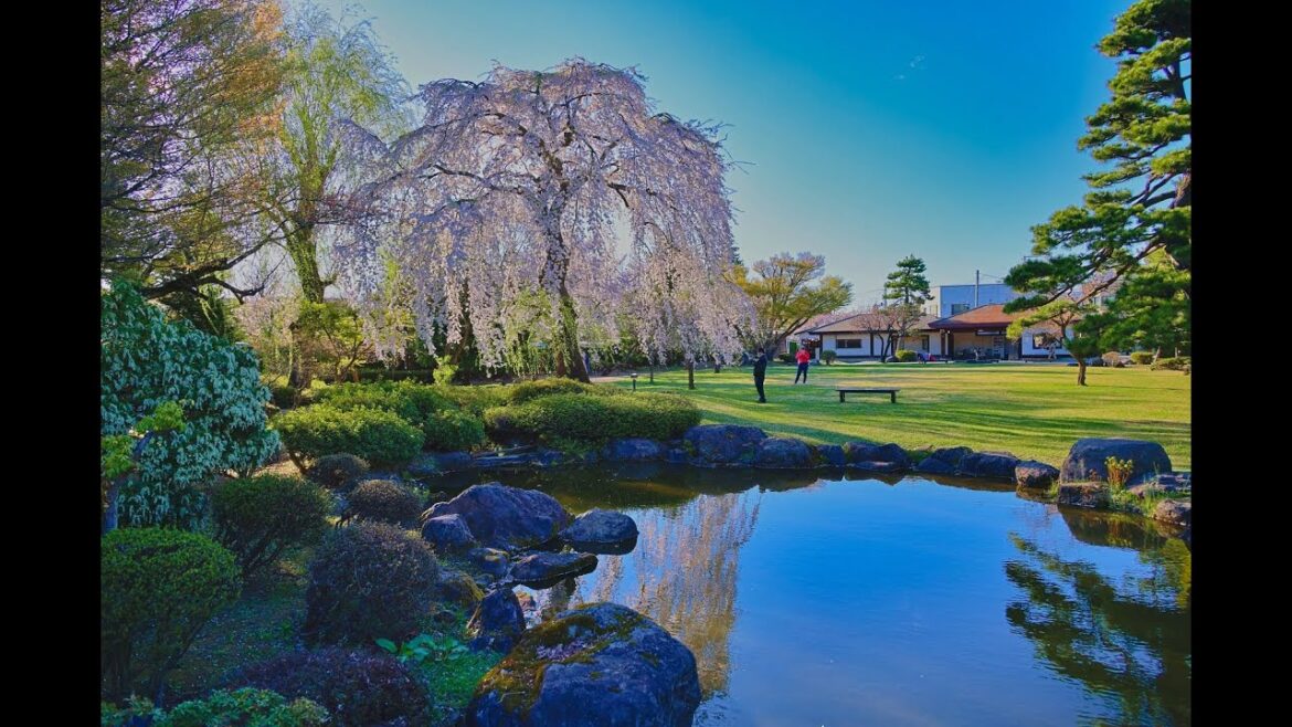 8K HDR 青森 桜の藤田記念庭園 Aomoiri,Fujita Garden in Sakura Season