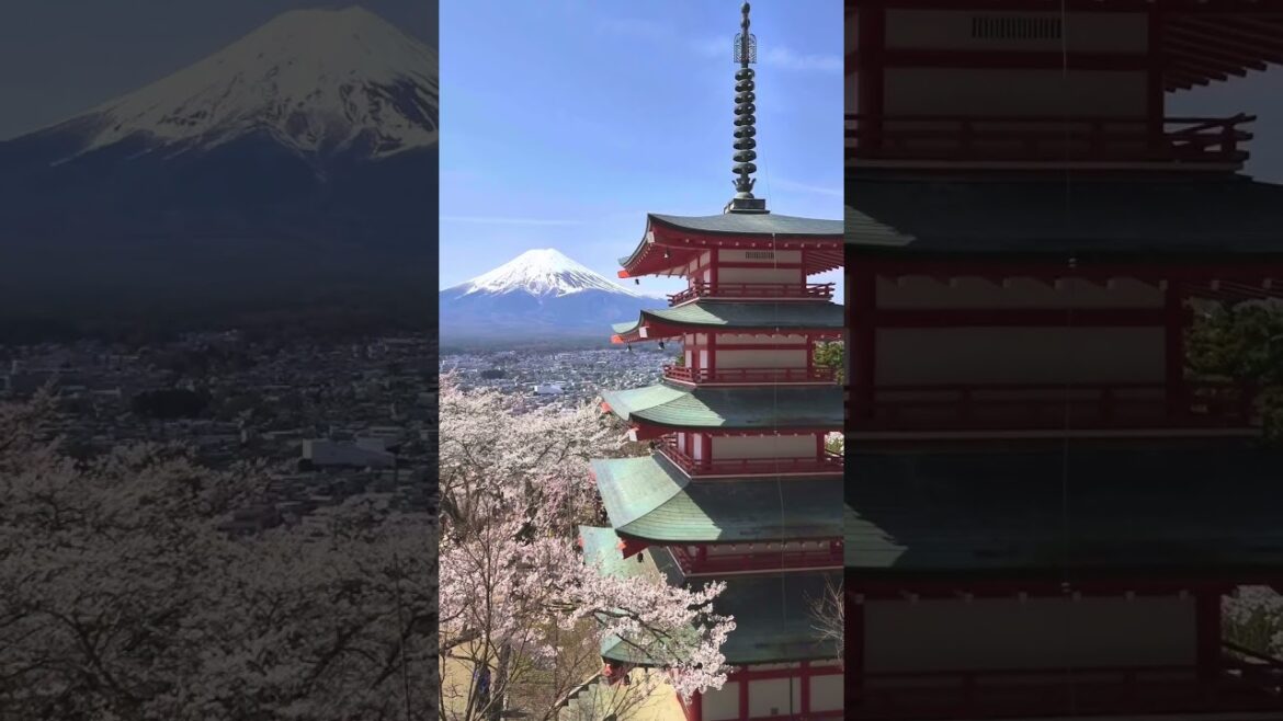 ชมซากุระ กับ ภูเขาไฟฟูจิ ที่ทะเลสาบ Kawaguchiko