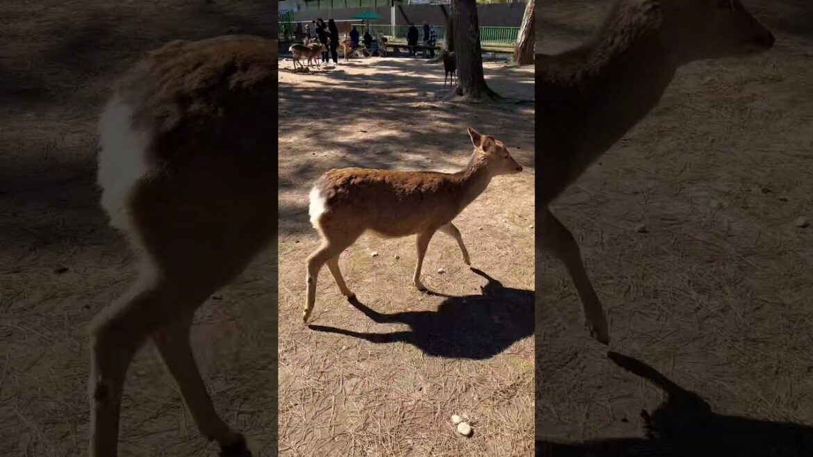 Tame deer at the Todaiji Temple in Nara, Japan Tame deer at the Todaiji Temple in Nara, Japan