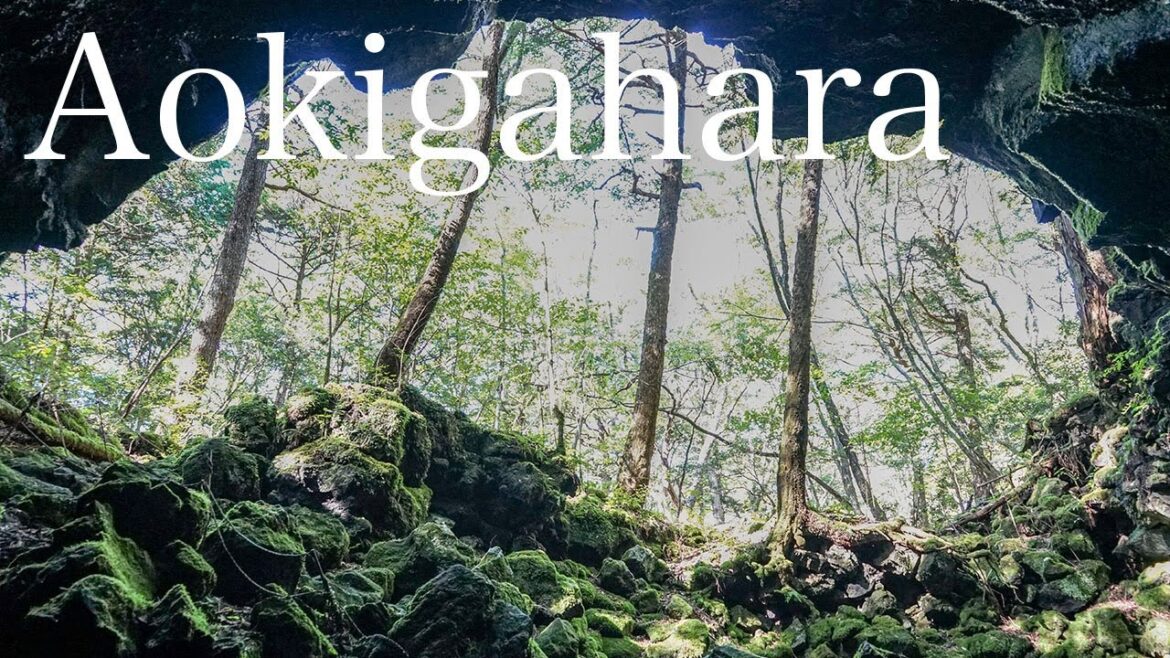 【Aokigahara】A trekking tour through the frighteningly beautiful Sea of ​​Trees at Mt. Fuji‼︎