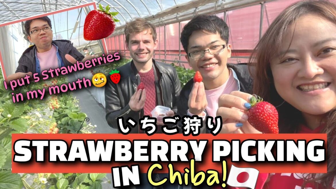 EAT ALL YOU CAN STRAWBERRIES EXPERIENCE 🇯🇵 いちご狩りの外人バージョン