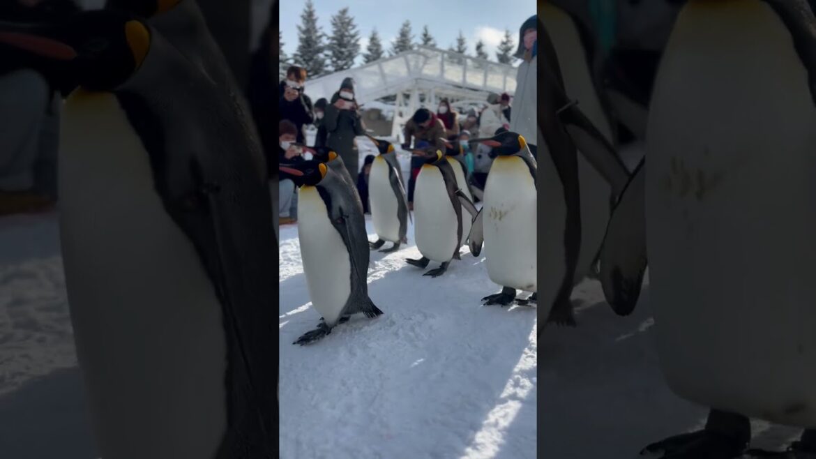 Indian in Japan: Winter in Hokkaido #travel Indian in Japan: Winter in Hokkaido #travel