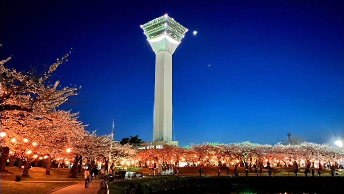 北海道 函館 五稜郭の夜桜を見て回ろう 2023/04/24